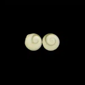 Silver Shiva shell studs