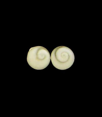 Silver Shiva shell studs
