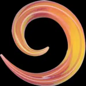 Spiral Ear Stretcher NZ